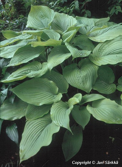 Hosta Tarhafunkia Sum and Substance